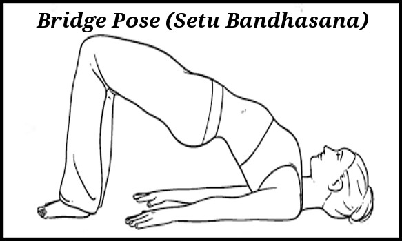Yoga Poses for Optimal Digestion